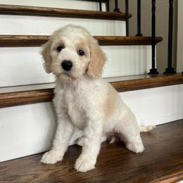 Sophia - Parti female Goldendoodle puppy in New Waverly, Texas from C.P. Puppy Buddies