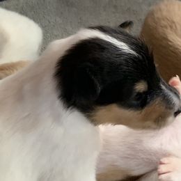 Collie Puppies from Whitehall Collies