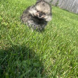 Pomeranian Puppies from Temple pomeranians