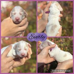 Everly - Cream female Dachshund puppy in Wichita Falls, Texas from Long Dogs in The Falls
