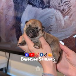 HARU - Red male Shiba Inu puppy in Minnesota from BonsaiShibas