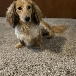 Milo - Dachshund
