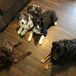 Australian Shepherd All Grown Up from K & R Australian Shepherds