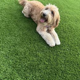 Izzy - Goldendoodle