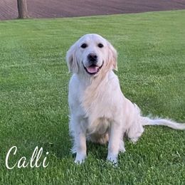 Calli - Golden Retriever