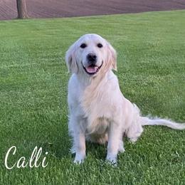 Calli - Golden Retriever