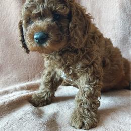 Rigatoni - Red  male Poodle puppy in Queen Creek, Arizona from Desert Born Kennel