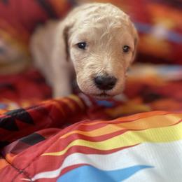 Joey (Red Collar) - Caramel cream female Labradoodle puppy in Toledo, Washington from Bigfoot Doodles