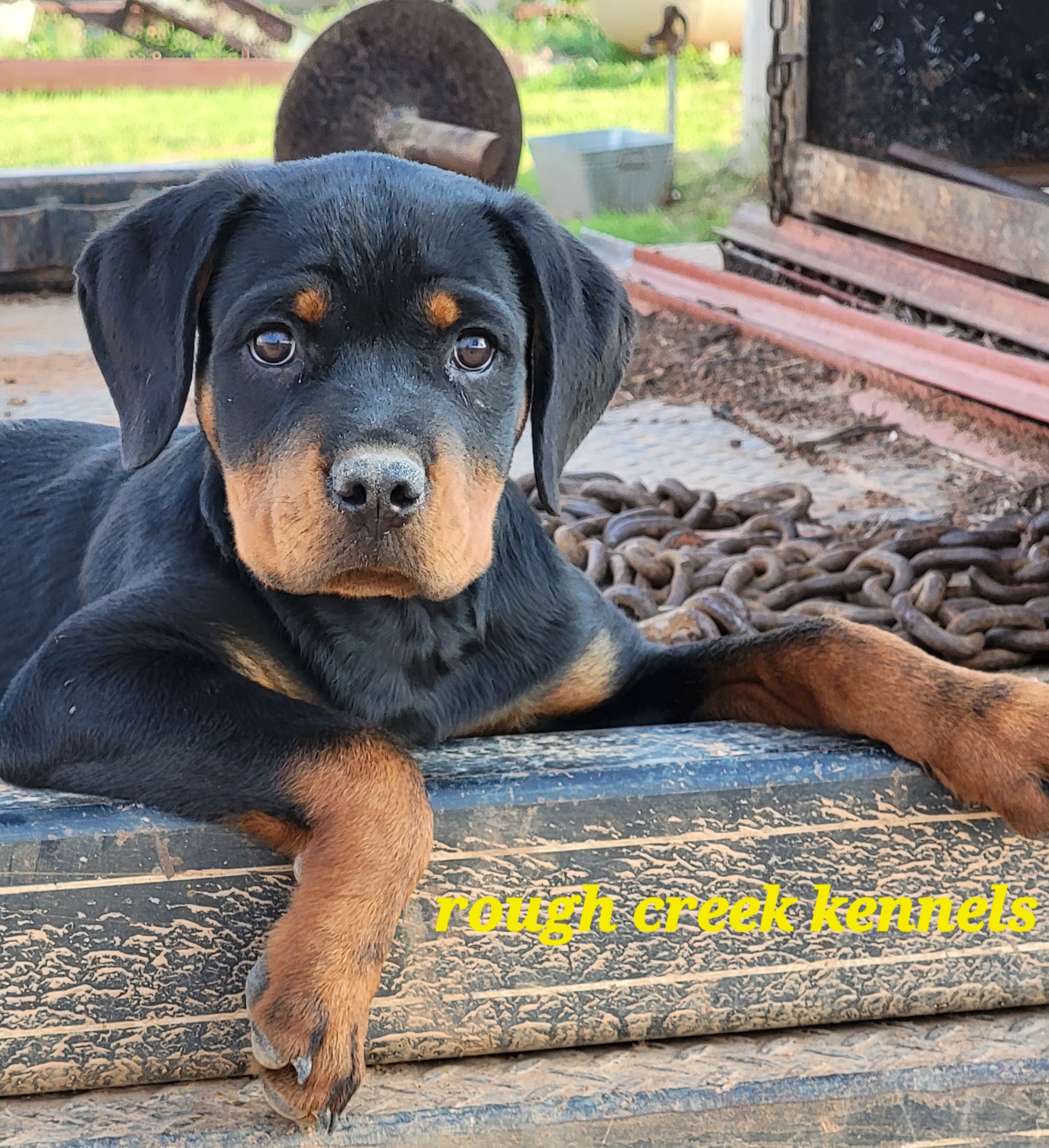 Miniature Schnauzer and Rottweiler Puppies from Rough Creek Kennels