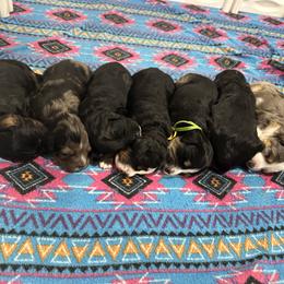 Bernedoodle puppies from Zakadoodles