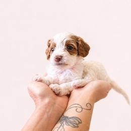 Chili - Cream male Cavapoo puppy in Beech Island, South Carolina from New Moon Farm Canines