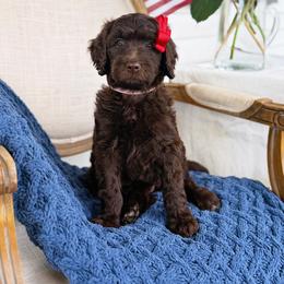 Martha - Chocolate female Goldendoodle puppy in Nashville, Tennessee from Hilton Doodles