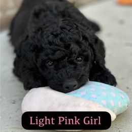 Light Pink Girl - Black female Goldendoodle puppy in San Diego, California from Sensational Doodles