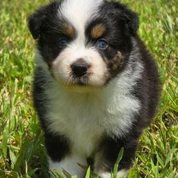 PB.BTF2 - Black tri female Miniature Australian Shepherd puppy in Deer Lodge, Tennessee from KSH Aussie Haven