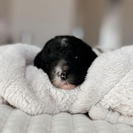 Flare, Girl - Black and white female Bernedoodle puppy in Maricopa, Arizona from Desert Ridge Doodles
