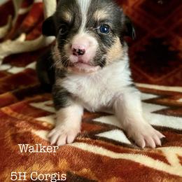American Corgi Puppies from 5H Corgis
