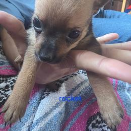 Rocket - Chocolate brindled fawn male Chihuahua puppy in Bethlehem, Pennsylvania from Steel City Exotics