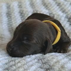Boykin Spaniel Puppies from DrWatson Boykin Spaniels