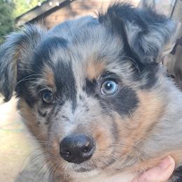 Bruno - Blue merle male Australian Shepherd puppy in Darrington, Washington from Cart River Aussies