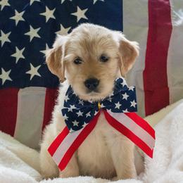 Golden - Cream female Goldendoodle puppy in Glennville, Georgia from Pickle Creek Kennels