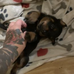 Rottweiler Puppies from Von Insel Zu Berg Rottweilers
