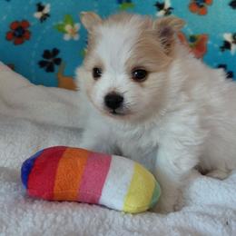 Mikee - Cream parti male Pomeranian puppy in Linwood, North Carolina from MJ's Pomeranians