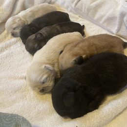 Pekingese puppies from Wild Flower Pekingese