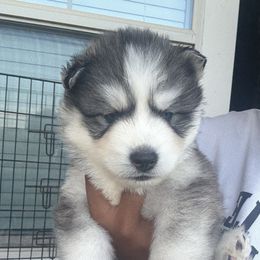 Lucky - Gray and white male Siberian Husky puppy in Wildomar, California from Orange Family Huskies