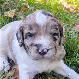 Joey - male Newfypoo puppy in South Haven, Minnesota from Hidden Haven Poodles and Doodles