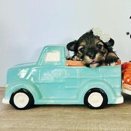 Maltese, Maltipoo, Poodle, and Yorkshire Terrier Puppies from Paw Perfect Pets