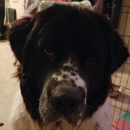 Lola - Newfoundland