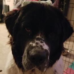 Lola - Newfoundland