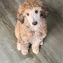 Sunny - Brindle female Poodle puppy in Wabasha, Minnesota from Roemer’s Standard Poodles