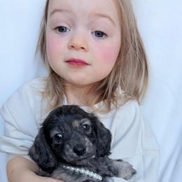Zoe - Brindle female Dachshund puppy in Richmond, Virginia from Irresistible Dachshunds & Cavaliers