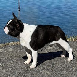 Panda - French Bulldog