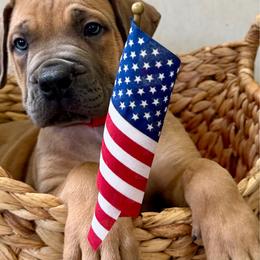 Red collar - Red female Boerboel puppy in Livingston, Texas from Peterbuilt Boerboel