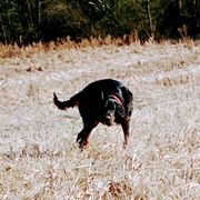 Rocky - Gordon Setter