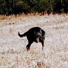 Rocky - Gordon Setter