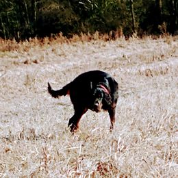 Rocky - Gordon Setter