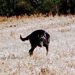 Rocky - Gordon Setter