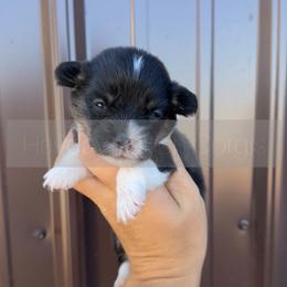 Chase - 1800 - Black and tan male Pembroke Welsh Corgi puppy in Rozet, Wyoming from Hayday Ranch Corgis