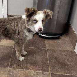 Miniature American Shepherds and Toy Australian Shepherds from Southern L Aussies