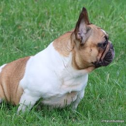 French Bulldog puppies from JP Ranch Bulldogs