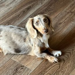 Sterling - Dachshund