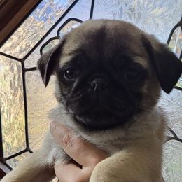 Boy 1 - Fawn Pug puppy in Heidelberg, Mississippi from Pugs of Blackfoot