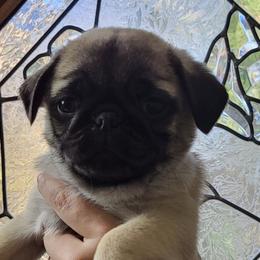 Boy 1 - Fawn Pug puppy in Heidelberg, Mississippi from Pugs of Blackfoot