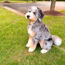 Bernedoodle, Goldendoodle, Golden Retriever, and Poodle All Grown Up from Red String Farmstead