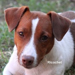 Ricochet - Russell Terrier