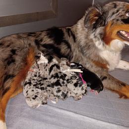 Pearl (white) - Blue merle female Australian Shepherd puppy in Okeechobee, Florida from Rothsolid Puppies
