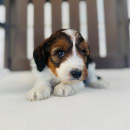 Remy - Parti male Goldendoodle puppy in Auburn, Indiana from Martin’s Doodles